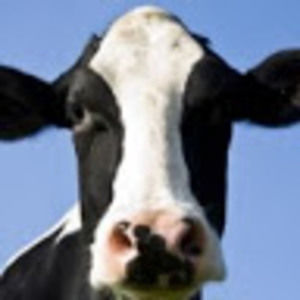 Meet your Posher, Brady